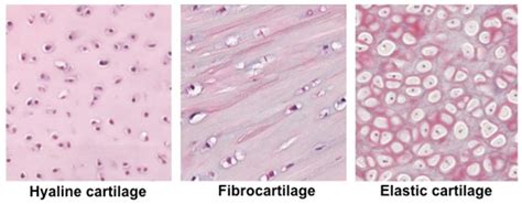 Human Structure Virtual Microscopy