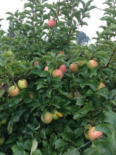 Pink Lady apples are ready! — Beilke Family Farm