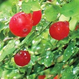 Sparkleberry (With images) | Edible, Organic soil, Fruit trees