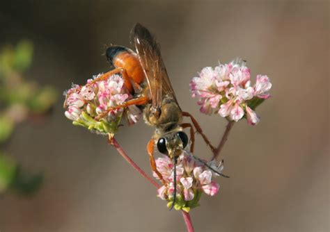 Great Golden Digger (More Mesa Insect Guide) · iNaturalist