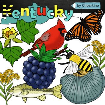 Kentucky state symbols clipart by Clipartino | Teachers Pay Teachers