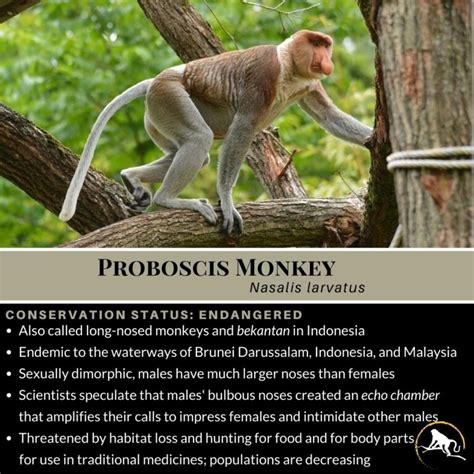 Proboscis Monkey, Nasalis larvatus - New England Primate Conservancy