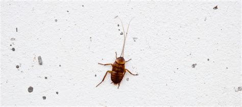 German Vs. American Cockroach: How Do They Differ? | Chem-Free Blog