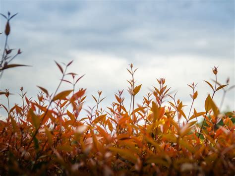 Eugenia Hedge Maintenance - When To Prune Eugenia Hedges