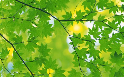 PicZene - Green Leaves Wallpaper For Desktop