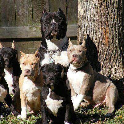 Is Pitbull Good Family Dog