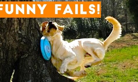 TRY NOT to LAUGH Animals FUNNY PET FAILS Compilation 2018 | Epic Pet Videos & Moments