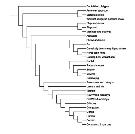 Lego Cladograms | Human evolution, Elephant shrew, Evolution