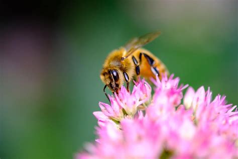 Bee photography: Tips and tricks - Photofocus