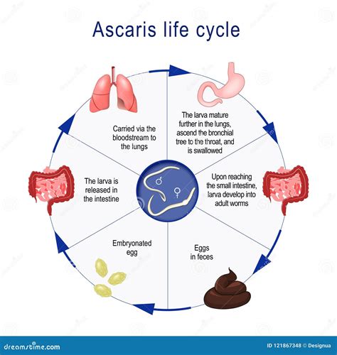 Ascaris Stock Illustrations – 120 Ascaris Stock Illustrations, Vectors & Clipart - Dreamstime