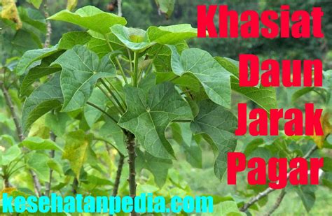 Khasiat Daun Jarak Pagar untuk Kesehatan - kesehatanpedia