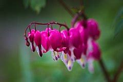 Category:Close-ups of Papaveraceae flowers - Wikimedia Commons