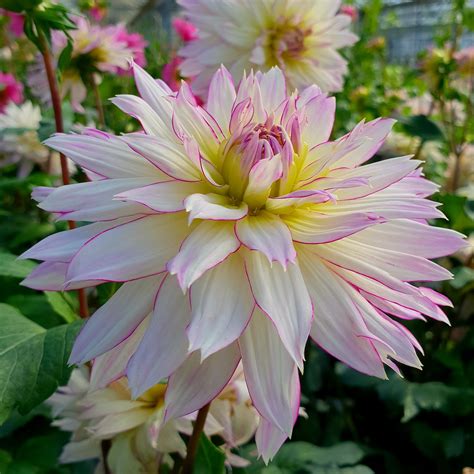 Dahlia Varieties