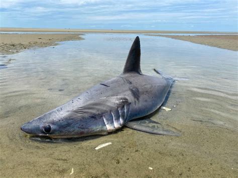 Shark stranded at Cape Cod beach: Atlantic White Shark Conservancy