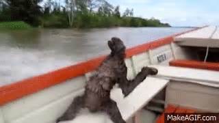 CRAZY SWIMMING SLOTHS - Does a Sloth Sink or Swim? on Make a GIF