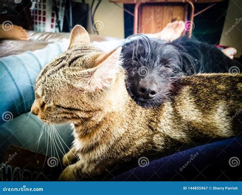 Pet cuddles stock image. Image of cuddles, cuddle - 144855967