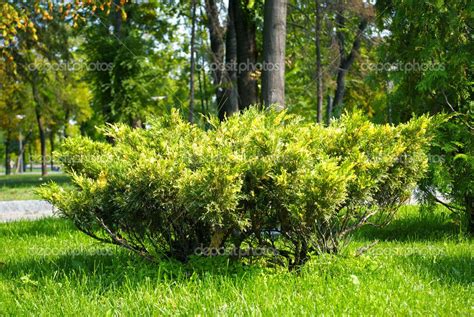 north american trees | Trees to plant, Bushes & shrubs, Plants