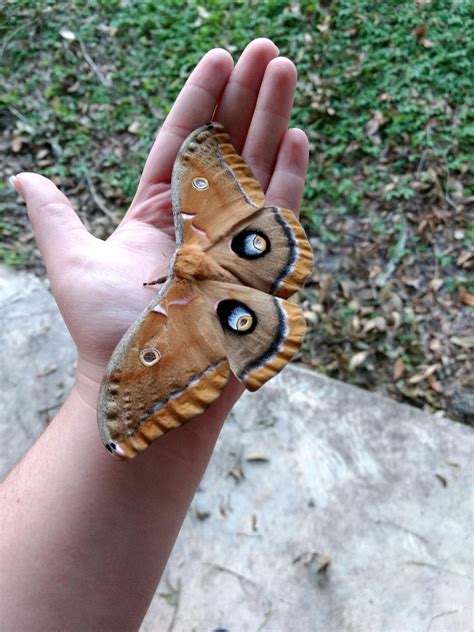 Polyphemus moth found in my backyard : r/pics