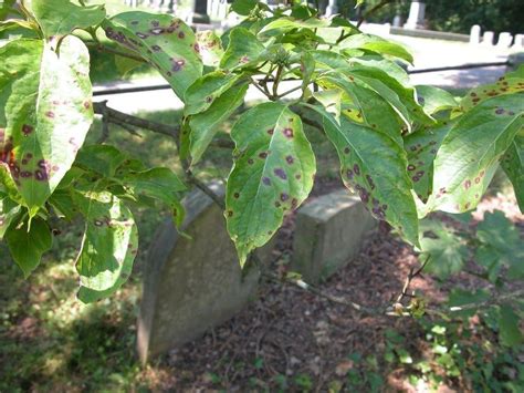 Dogwood Diseases in 2022 | Shade trees, Plant diseases, Specimen trees