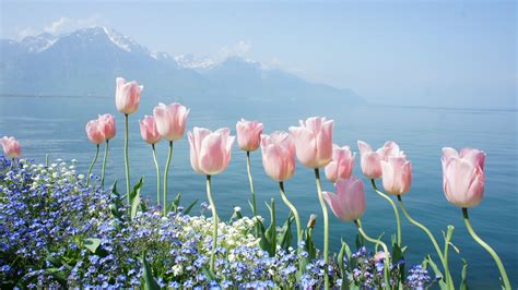 Tulip 4k PC Wallpapers - Wallpaper Cave