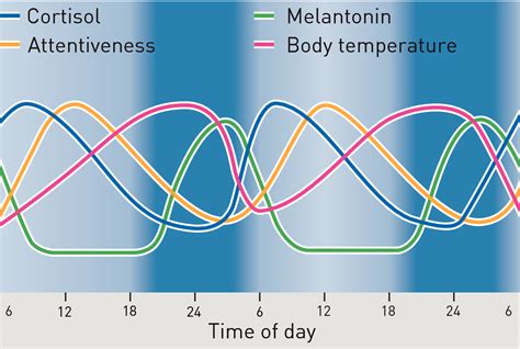 Circadian rhythm and inner clock