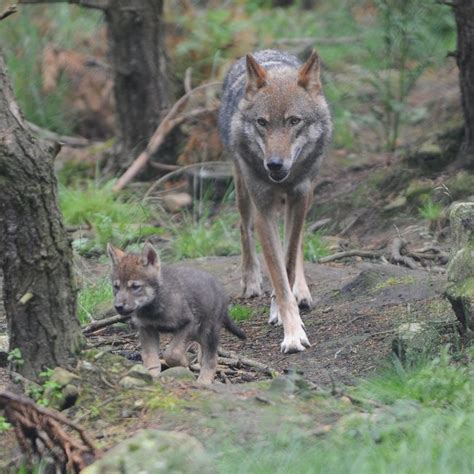 Grey Wolf Pups Born at Scotland Zoo | Baby Animal Pictures | Live Science