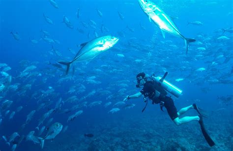 Discover untouched Dive Sites in the Maldives with Rahaa 5 Star Padi