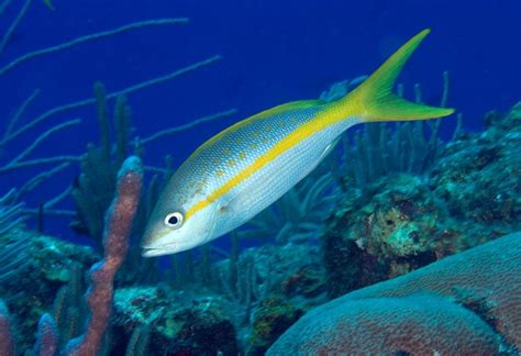 Yellow Tail Snapper - Sosua Beach Dominican Republic