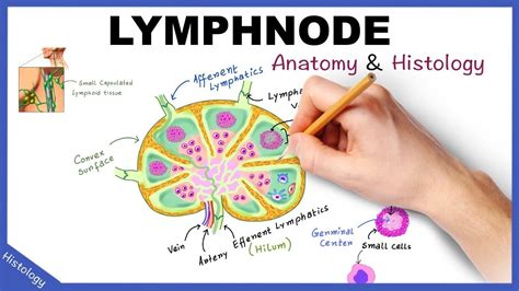 [DIAGRAM] Chest Lymph Nodes Diagram - MYDIAGRAM.ONLINE