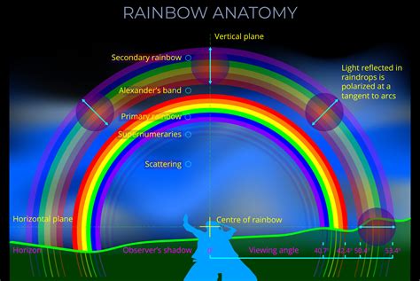 Rainbow Anatomy