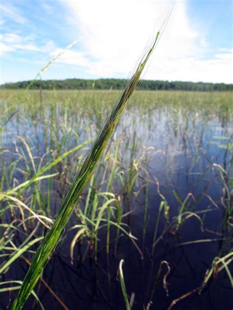 Harvesting Wild Rice: The Poetry + The Process | Wild rice, Harvest, Wild