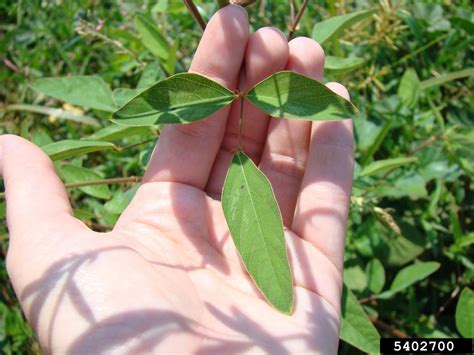 Florida beggarweed (Desmodium tortuosum)