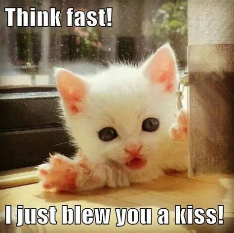 Kisses | Cute cat memes, Cute funny animals, Cat memes