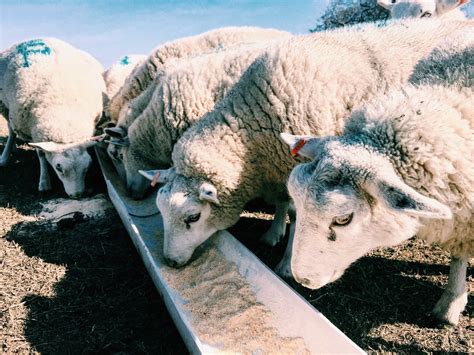 Optimizing Sheep Feed: Essential Nutrients and Feeding Strategies for a ...