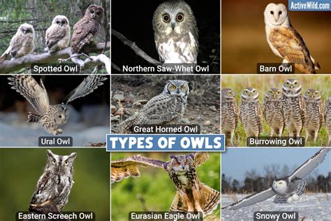 Types Of Owls: List Of Interesting Species From Around The World