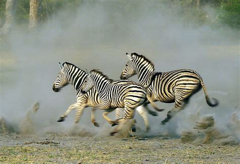 Running Zebras | Michael Poliza | Flickr