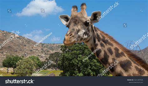 African Giraffe Zoo Stock Photo 1021287538 | Shutterstock