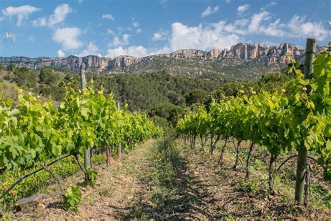 Why You Should Find These Ten Enchanting Wines From Priorat