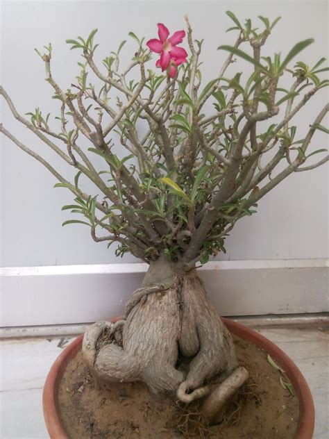 Bonsai Adenium Plant Available | Bonsai Adenium Plant