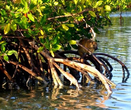 Flora and fauna in the Jardines de la Reina, Cuba | davidlansing.com