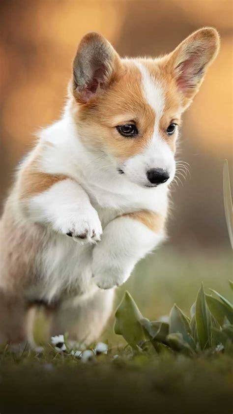 Corgi Wallpaper - IXpaper