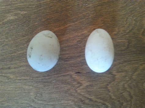 identify wood duck eggs | BackYard Chickens - Learn How to Raise Chickens