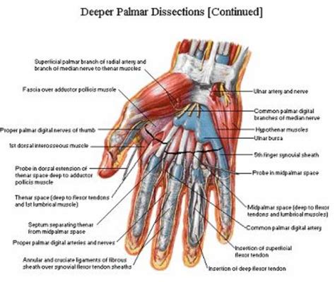 Palmer aspect of the hand and wrist - Netter | Anatomy | Pinterest ...