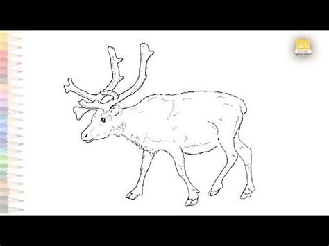 Outline Drawings, Animal Drawings, Deer Drawing, Wild Deer, Step By ...