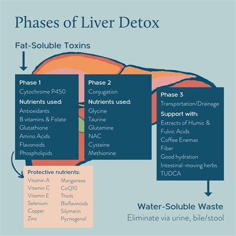 Your Liver, Detox Process, and Drainage Pathways — Healing Masters