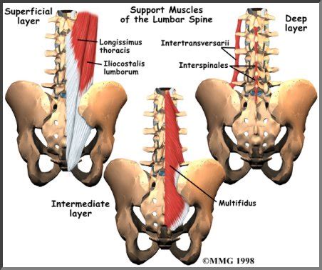 Physical Therapy in Jackson for Lower Back Pain - Anatomy