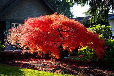 Orangeola Japanese Maple | Buy Orangeola Japanese Maple Tree Online