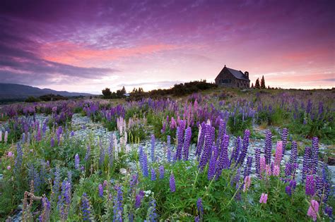 Summer Lupins At Sunrise At Lake Tekapo, Nz Photograph by Atan Chua