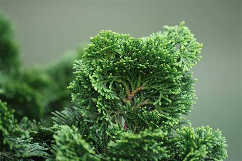 Dwarf Evergreen Trees: The Upright and the Weeping - My Garden Plant