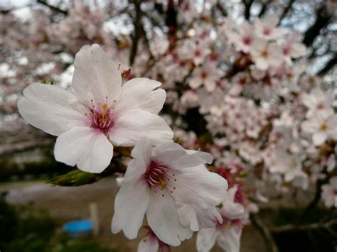 Lost in Transition: Cherry blossoms in Hiroshima